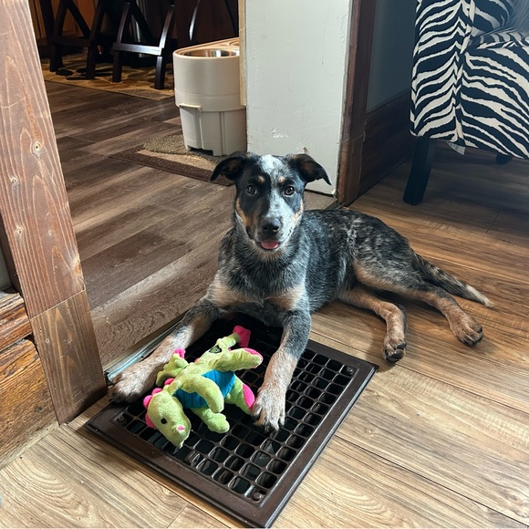 Meet your Posher, Laura - Picture 3 of 5